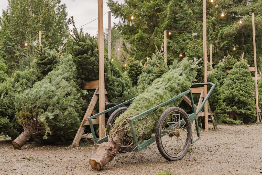 Weihnachtsbaum